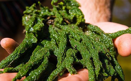 Trampove morske alge