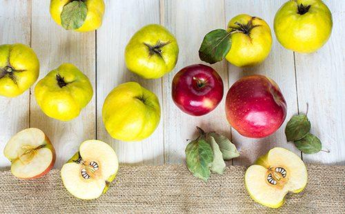 Pommes rouges et coings jaunes sur la table