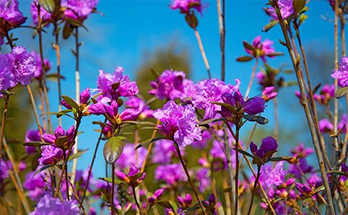 Flores de Ledum violeta