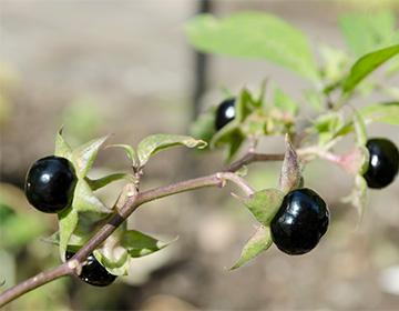 Black belladonna berries