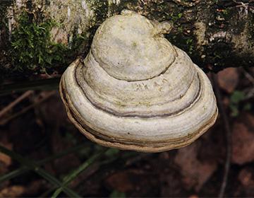 Chaga mushroom on a birch