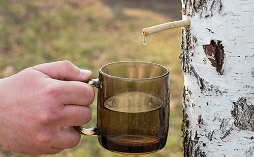 Birch sap dripping into a cup