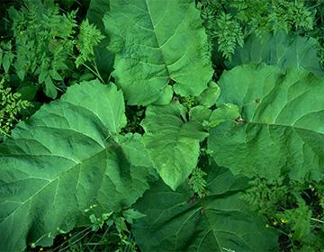 Large burdock leaves