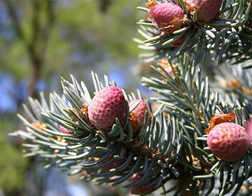 Pine buds on a branch