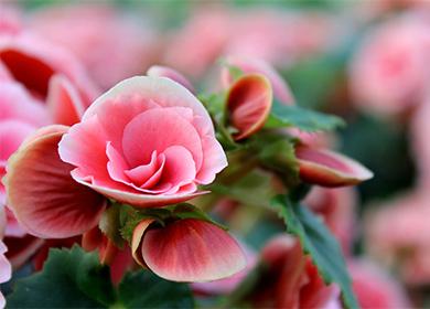 Flor rosa begonia