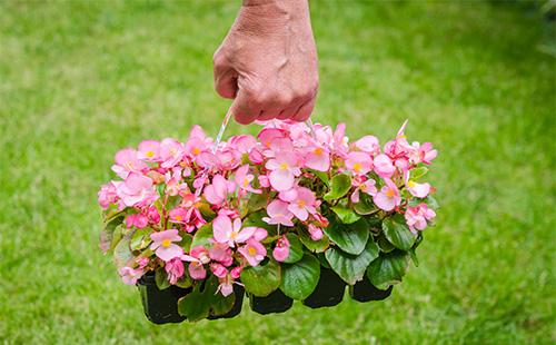 Begonia flowerpot in hands