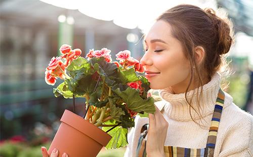 Woman inhales the scent of begonia flowers