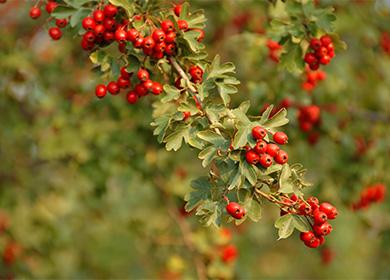 Branch of hawthorn berries