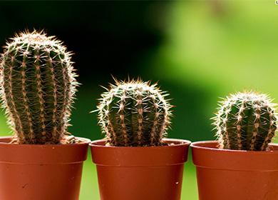 Three little cacti