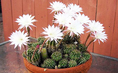 Flores de cactus Echinopsis