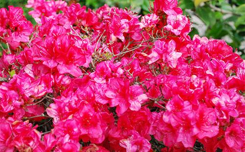 Flores de azalea roja