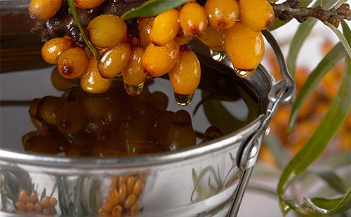 Sea buckthorn and oil from it
