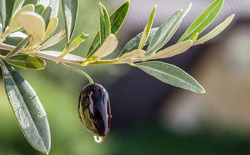 L'huile s'écoule des olives
