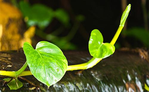 Scindapsus leaves