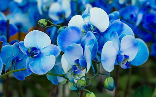 Blue flowers orchids