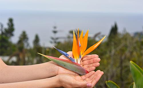 Strelitzia flower in hands