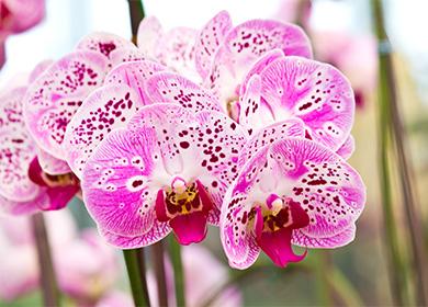 Grandes fleurs d'orchidées