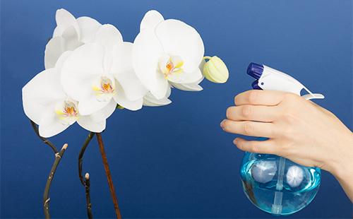 Spraying Orchid Zweit