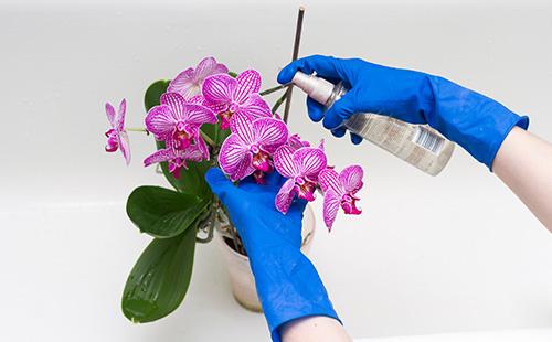Fertilizing orchids by leaf