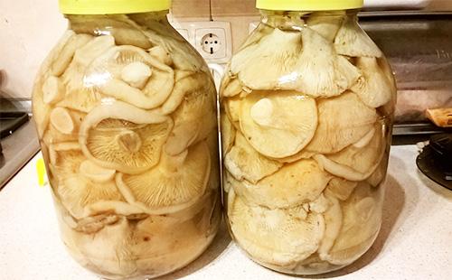 Champignons safran salés dans un bocal