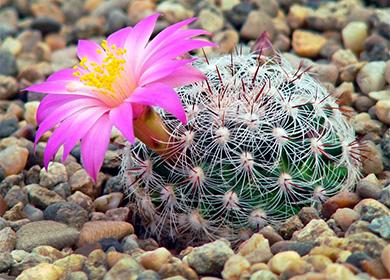 Cvijet kaktusa