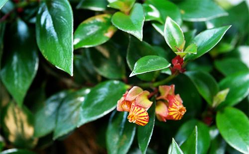 Leaves and flowers of nematanthus