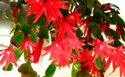 Crveni ripsalidopsus cvijeće