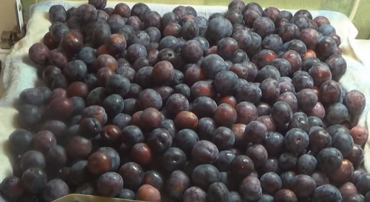 Dry the washed plums on a towel.