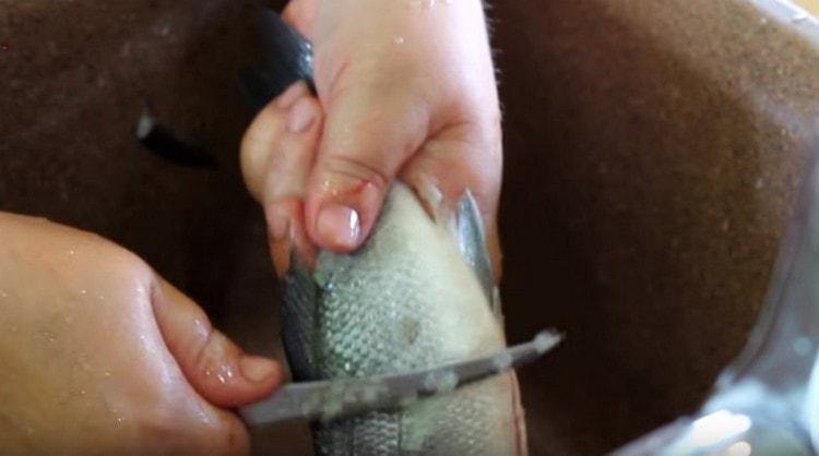 We clean the sea bass from the scales.
