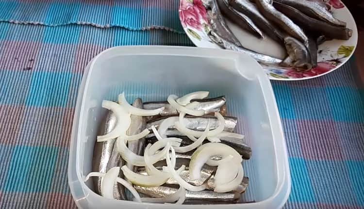 On top of the capelin, spread part of the onion.