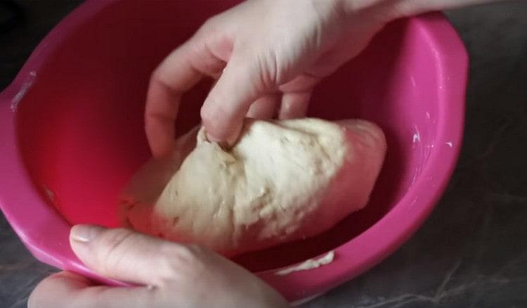 Knead the dough and roll it in vegetable oil.