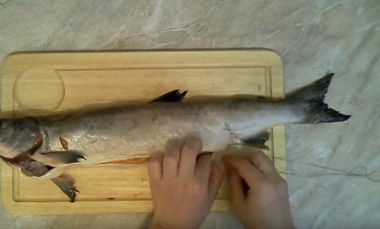 Sew the abdomen of the fish.