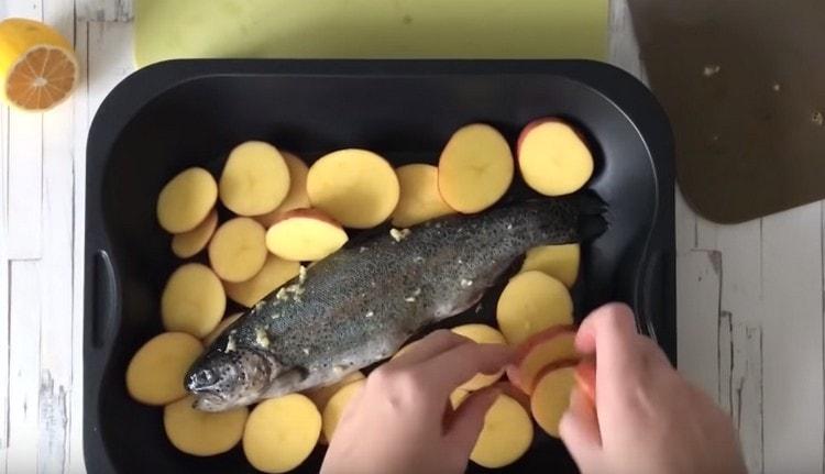 Mettez les pommes de terre dans le plat allant au four, mettez le poisson dessus.