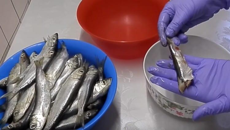 While the marinade is infused, we clean and gut the capelin.