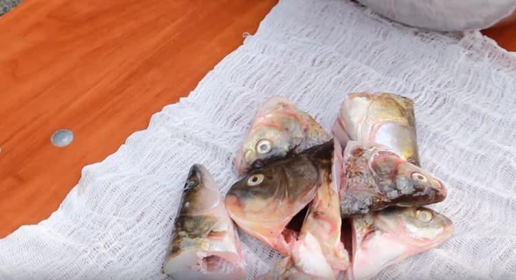 Extienda las cabezas de pescado con una gasa, átelo con un nudo.