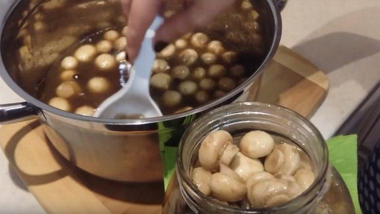 We shift the champignons into sterilized jars.