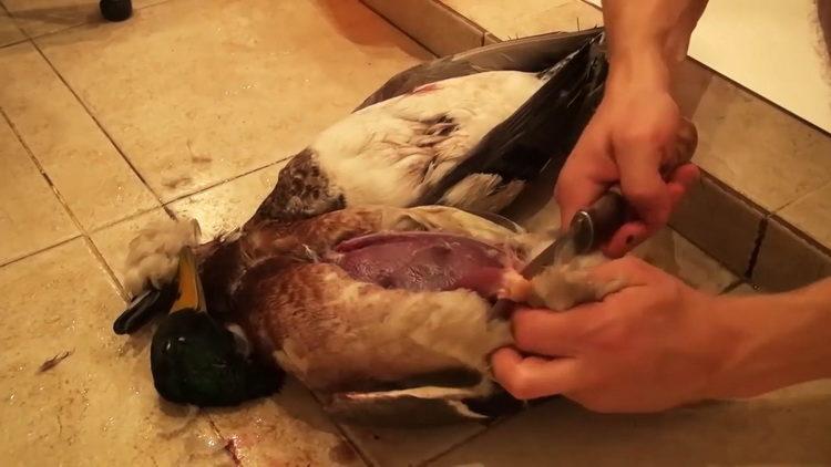 All about how to cook a wild duck