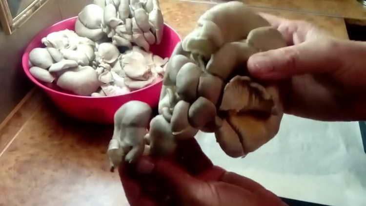prepare mushrooms