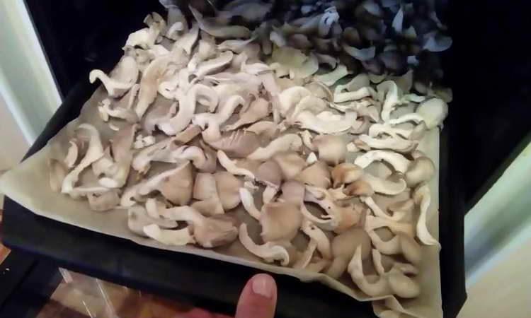 send mushrooms to the oven