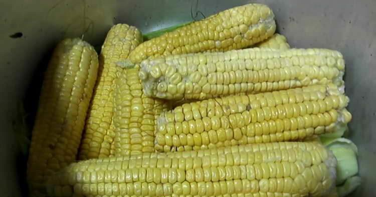 mazorcas de maíz limpias