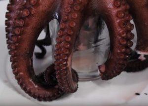 Comment faire cuire une pieuvre pour la rendre douce: la bonne recette avec une photo.